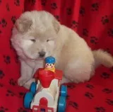 Akc cream chow chow puppies for sale
