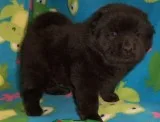 Akc black chow chow puppire