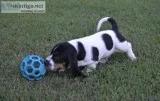 Akc -basset hound puppies for sale