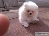 Ideal pomeranian puppies for sale