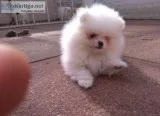 Pomeranian puppies on for sale