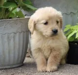 Akc-golden retriever -puppies for sale