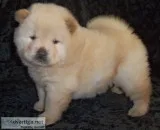 Akc cream chow chow, puppies for sale
