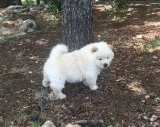 Chow-chow puppies for sale