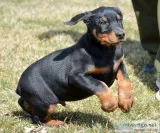 Akc doberman-pinscher-pu ppies-for sale