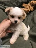 This little guy will be sure to steal yo