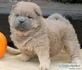 Akc- chow chow puppies for sale