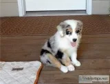 Akc australian shepherd  puppies 