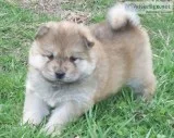 Akc red , female chow chow puppies 