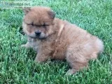 Akc chow-chow-puppies for sale