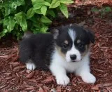 Welsh corgi, pembroke puppies for sale