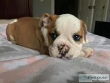 Dallas is a good boy and ready for new h