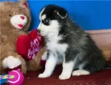 Akc female and male pomsky puppies 