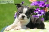 Akc boston-terrier-puppi es for sale