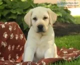 Akc labrador retriever puppies for sale