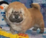 Red chow chow puppies for sale
