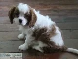 Akc cavalier-king-charle s-spaniel-puppie