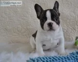 Akc-french bulldog puppies for sale