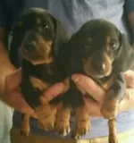Akc dachshund - puppies for sale