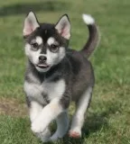 Akc alaskan malamute puppies for sale