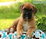 Akc boxer - puppies for sale