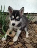 Akc alaskan klee kai puppies for sale