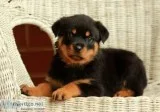 Akc- rottweiler puppies for sale