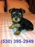 Extraordinary m/female yorkie puppies