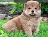 Akc - chow chow puppies for sale