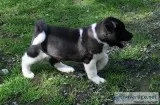 Akc -akita-female - male puppies 