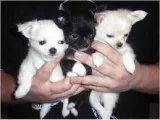 Akc - chihuahua puppies for sale