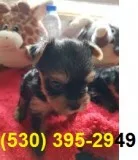 Cvhghgtjh healthy yorkie puppies 11wks