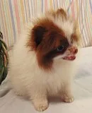 Cute and adorable pomeranian puppy