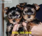 Sdtr loved yorkie puppies for good home