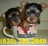 Mjksdfh sim yorkie puppies ready now