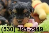 Vbfghgj social yorkie puppies ready now