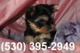 Gjuykiui geous 2 yorkie puppies availabl