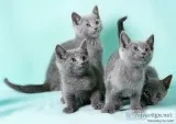 Russian blue kittens pure bred vacc micr