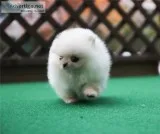 11 weeks old pomeranians