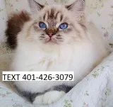 Oyrt ragdoll kittens ready today m/f 