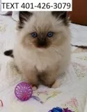 Cxsw ragdoll kittens sociable m/f