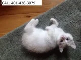 Jgdfr ragdoll kittens m/f cute babies