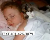 Pmgt ragdoll kittens bright m/f ready