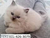 Twet ragdoll kittens beautiful m/f 