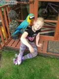 Wyui blue and gold macaws beautiful m/f
