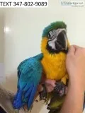 Qwer blue and gold macaws m/f ready