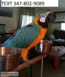 Dsw blue and gold macaws talking m/f