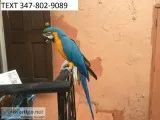 Kir blue and gold lovely m/f macaws