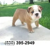 Sdfgfx beautiful english bulldog puppies