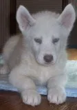 Lovely siberian husky pups